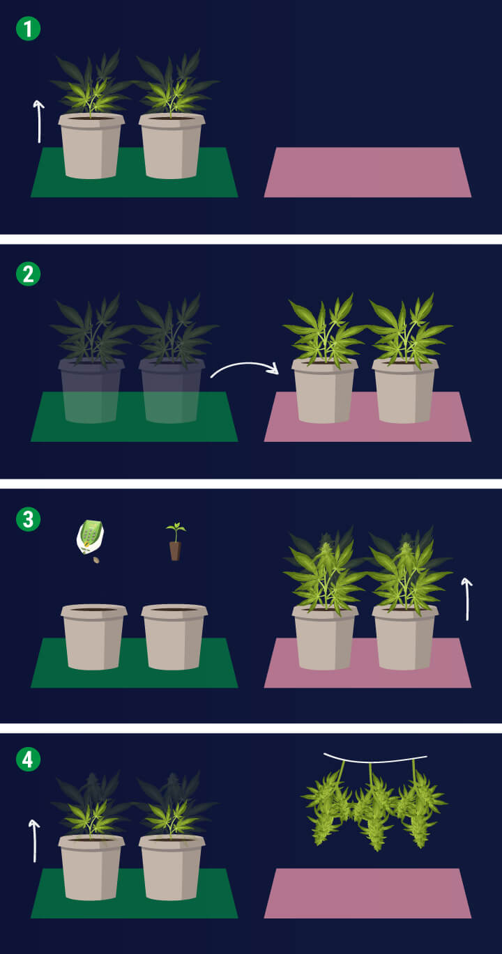 Perpetual Harvest — Use Different Rooms