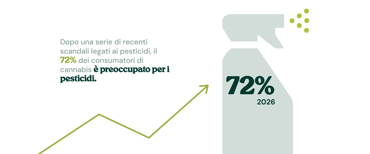 Infografica che mostra il crescente aumento della preoccupazione per i pesticidi nella cannabis acquistata nei negozi.
