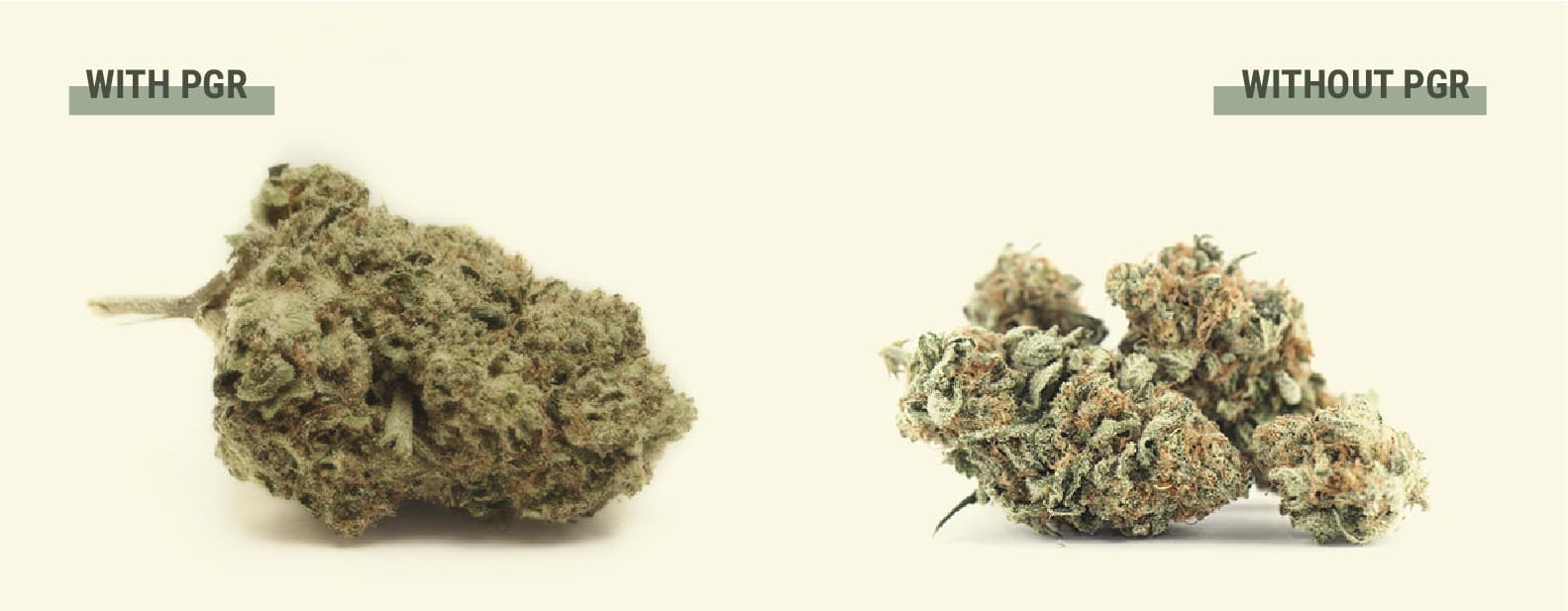 Cosa sono i PGR presenti nella cannabis?