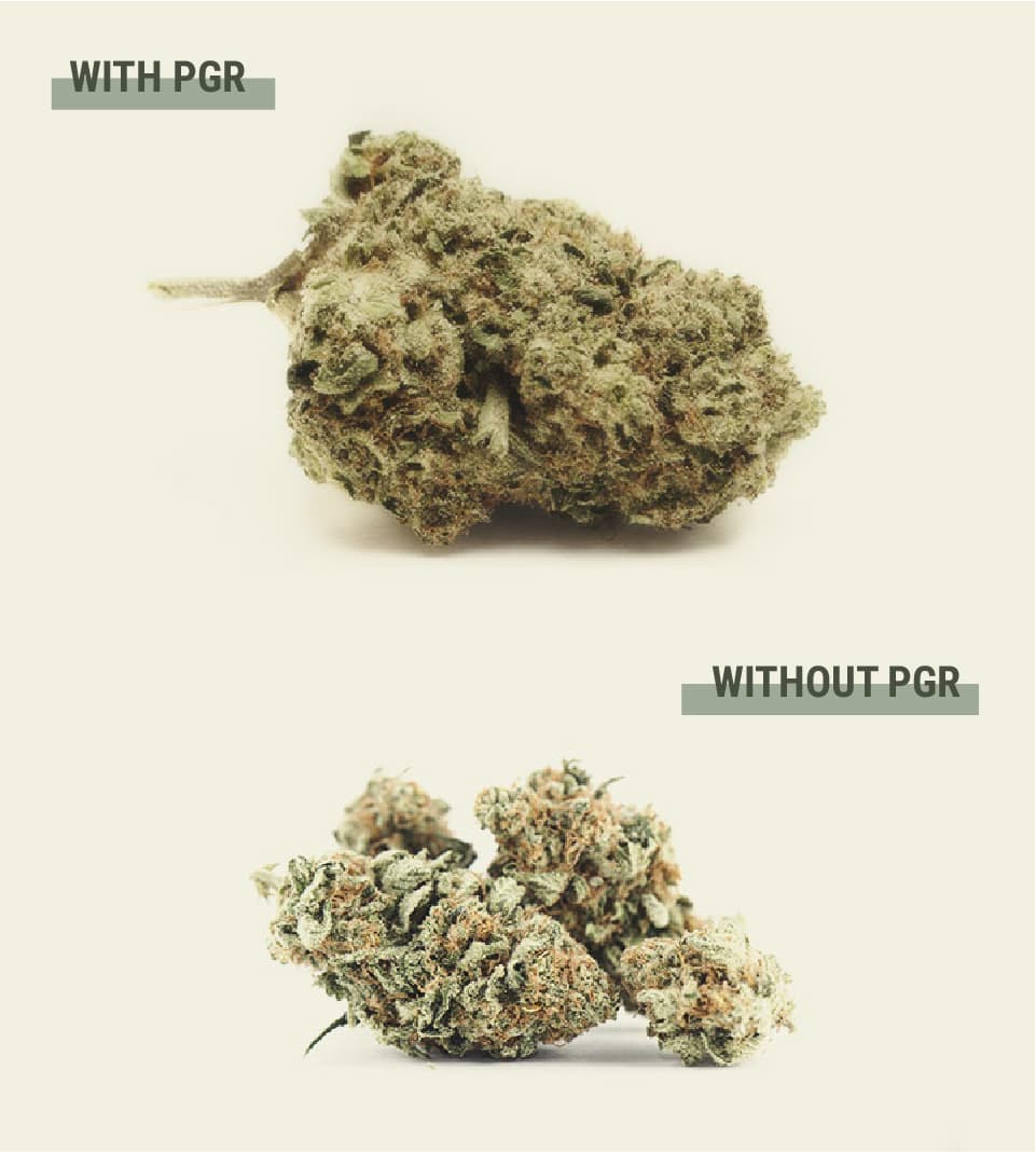 Cosa sono i PGR presenti nella cannabis? Cosa sono i PGR presenti nella cannabis?