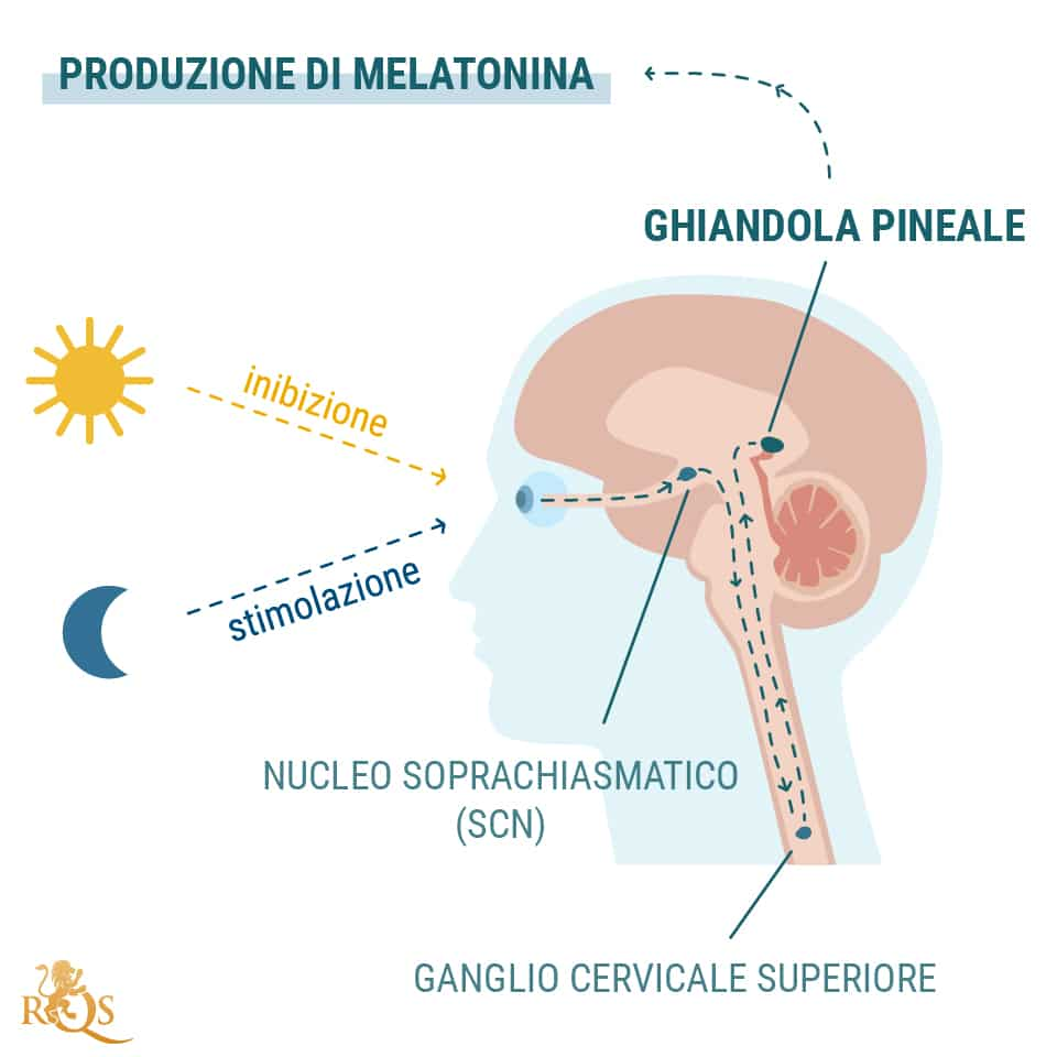 Produzione di melatonina