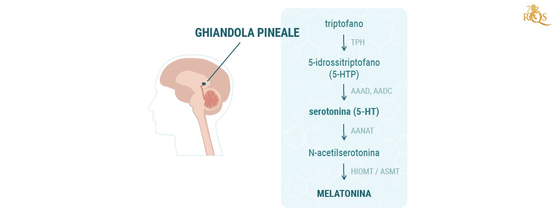 L'Impatto della cannabis sulla ghiandola pineale