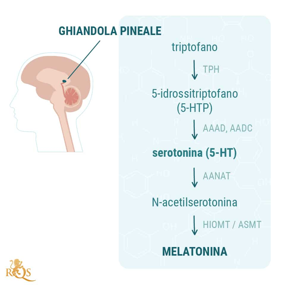 L'Impatto della cannabis sulla ghiandola pineale