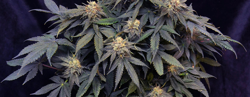 Pineapple Kush Pineapple Kush
