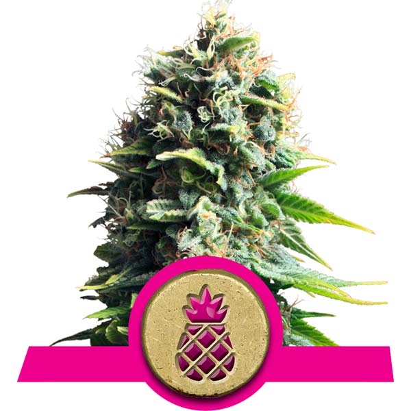 Pineapple Kush Royal Queen Seeds