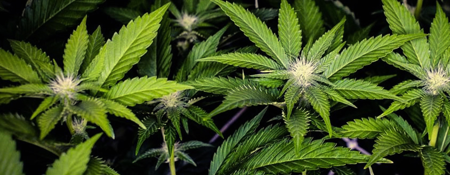Pineapple Kush Pineapple Kush