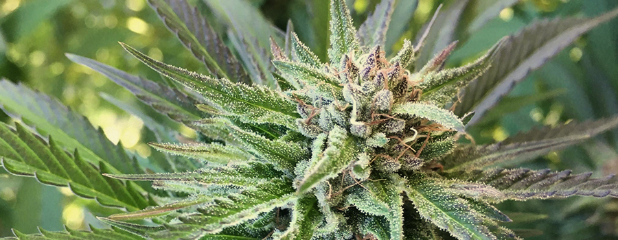 Pineapple Kush Pineapple Kush