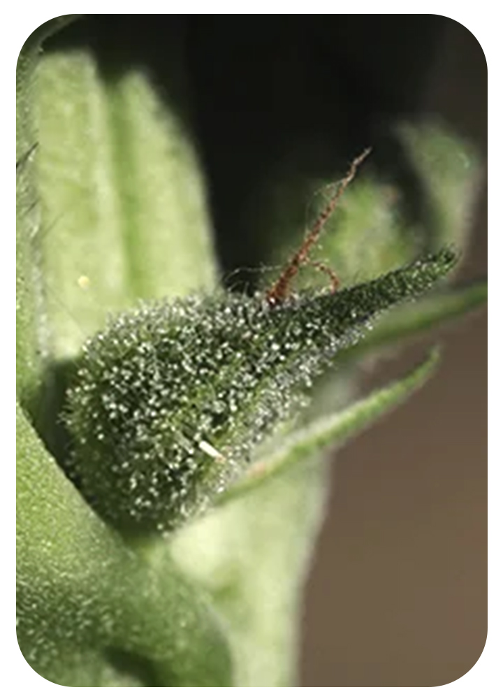 Pistils Pistils