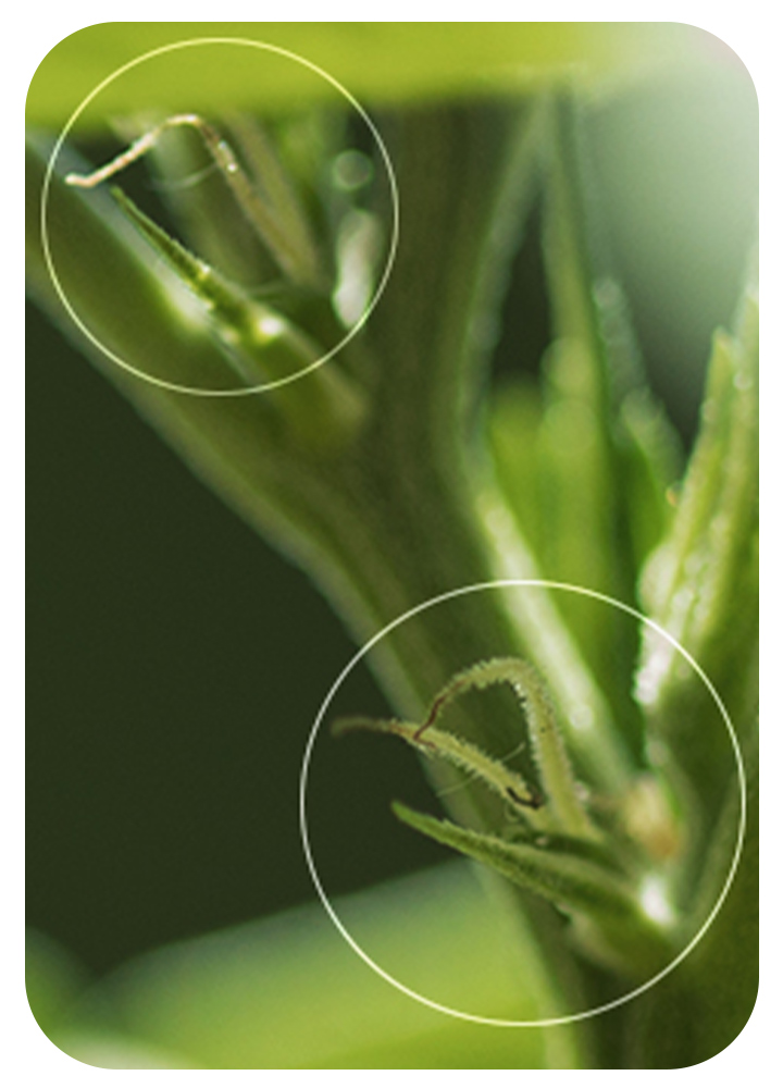 Pistils Pistils