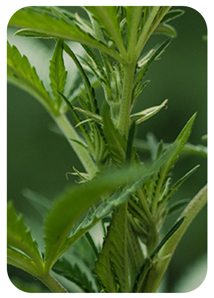Pistils Pistils
