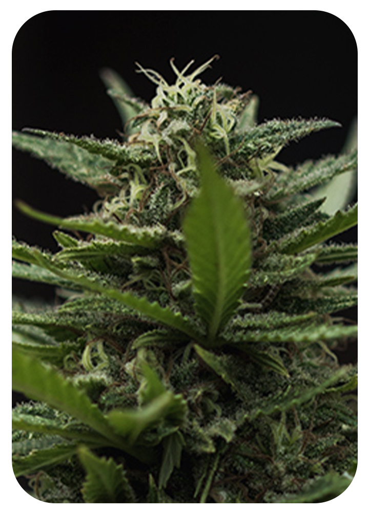 Pistils Pistils