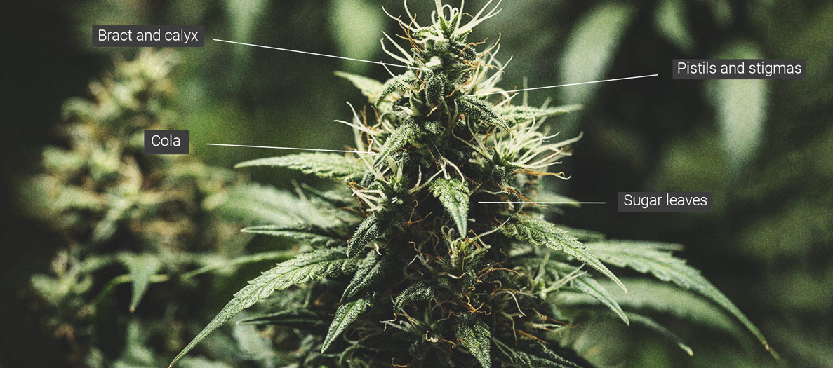 Cime di cannabis: Una lezione di anatomia