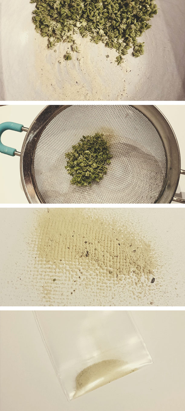 Come raccogliere il polline di cannabis