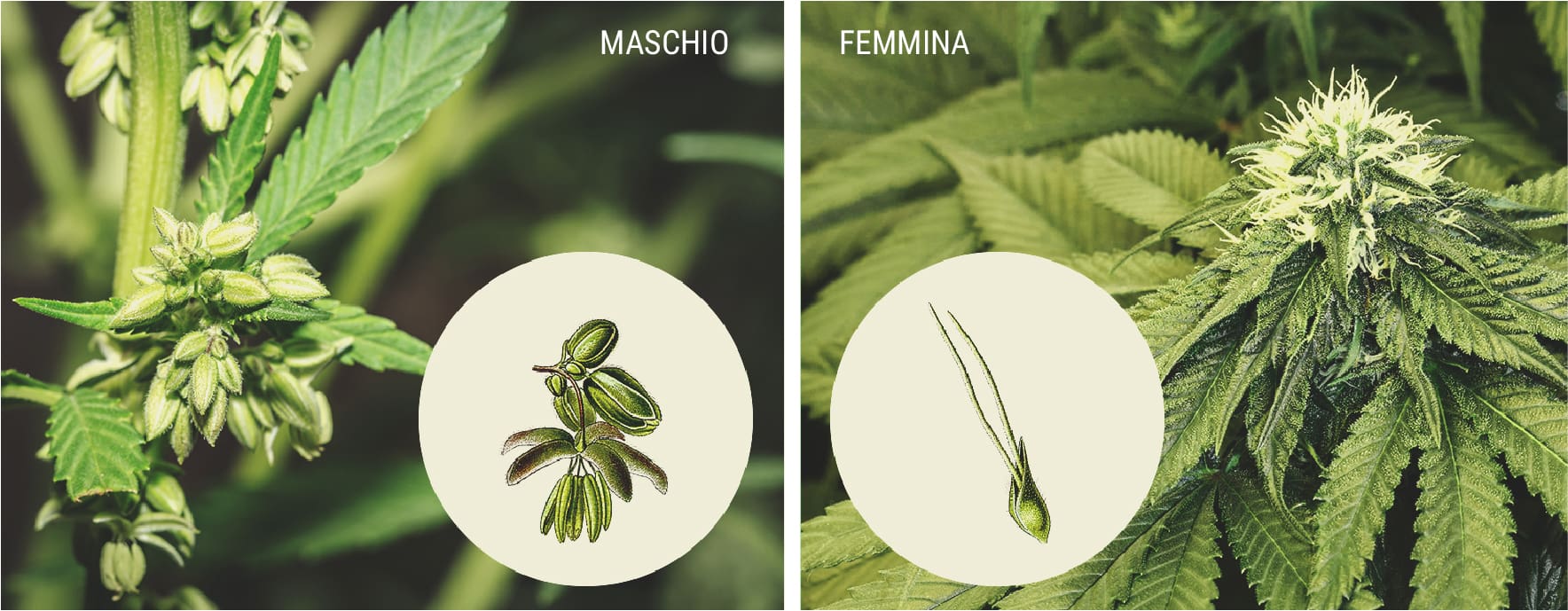 Come riconoscere una pianta maschio Come riconoscere una pianta maschio