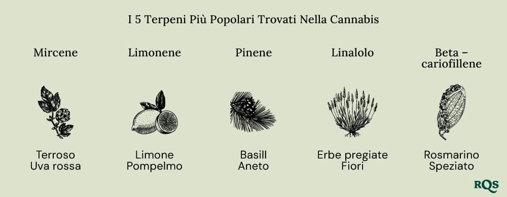 Popular terpenes cannabis