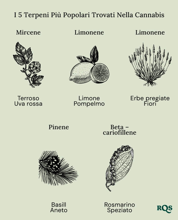 Popular terpenes cannabis