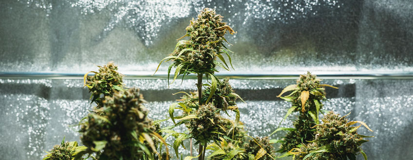 Autoflowering-Cannabis-Plant