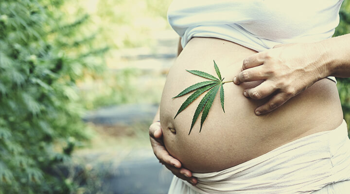 Cannabis ed uso di CBD durante la gravidanza