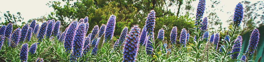 Orgoglio di Madeira (Echium fastuosum) Orgoglio di Madeira (Echium fastuosum)