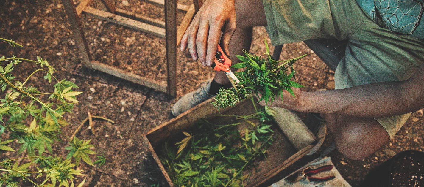 Quando raccogliere la marijuana