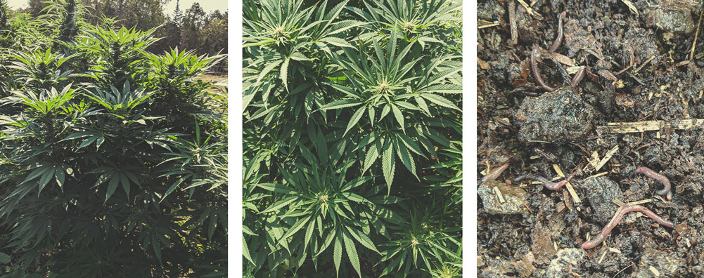 I vantaggi della coltivazione di cannabis outdoor