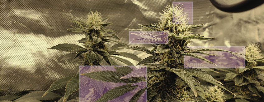 Cosa Rende Viola La Cannabis?