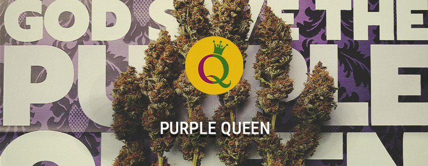 Purple Queen