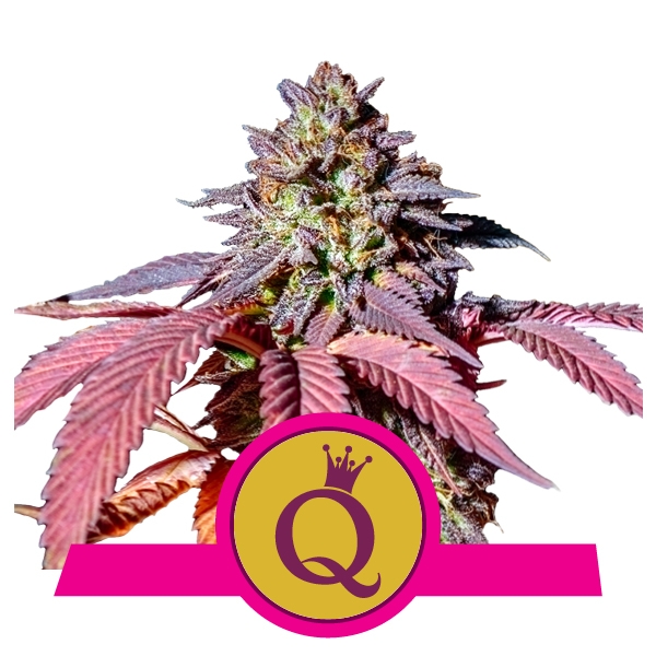 Purple Queen Marijuana Royal Queen Seeds Purple Queen Marijuana Royal Queen Seeds