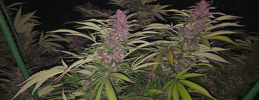 Purple Queen Purple Queen