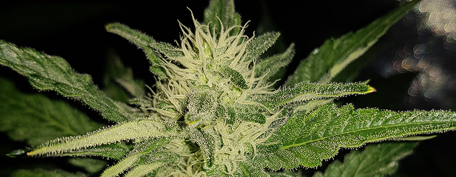 Purple Queen Purple Queen