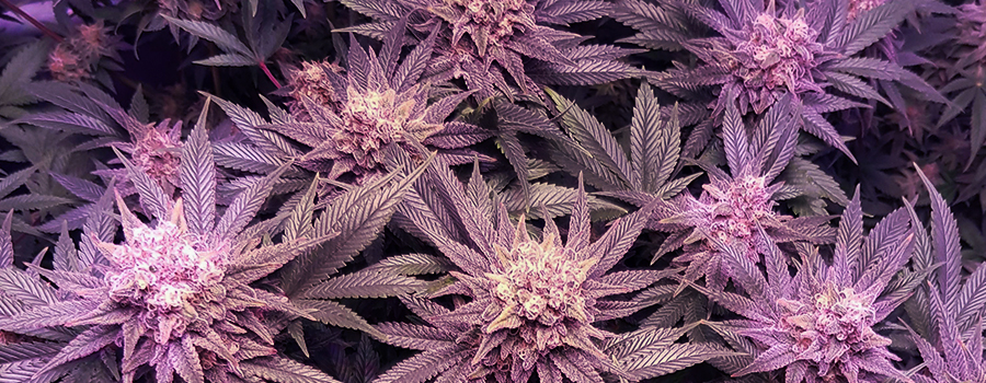 Purple Queen Purple Queen
