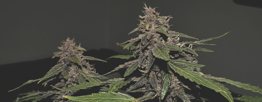 Purplematic CBD Purplematic CBD