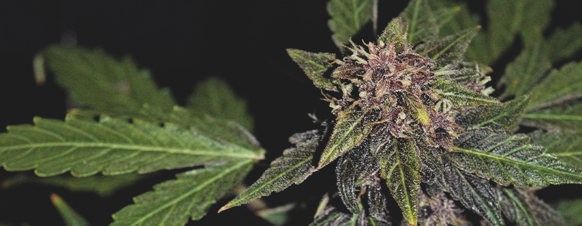 Purplematic CBD Purplematic CBD