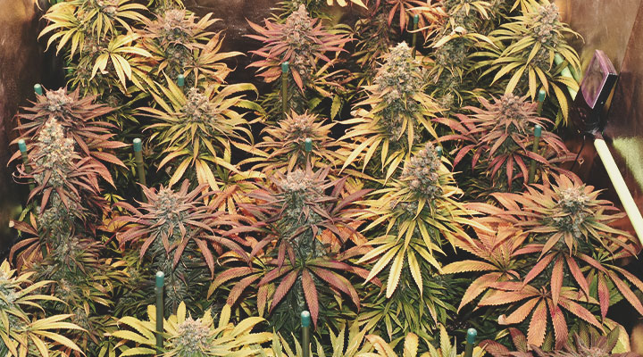 Quali colori della cannabis esistono?