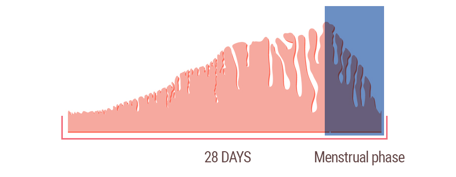 Topical Cannabis For Woman Pre-Menstruation Topical Cannabis For Woman Pre-Menstruation