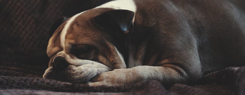 Cani e Fuochi d'Artificio: il CBD Può Aiutare a Rilassare il Vostro Cane?