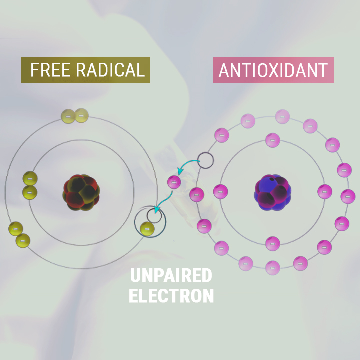 L'OLIO DI CBD COME ANTIOSSIDANTE L'OLIO DI CBD COME ANTIOSSIDANTE