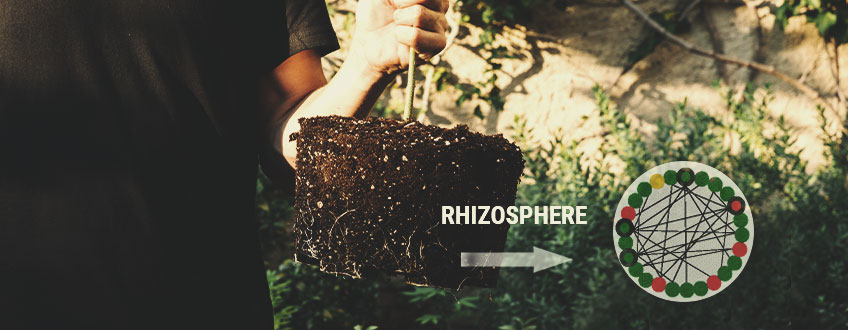 IMPORTANZA DELLA RIZOSFERA IMPORTANZA DELLA RIZOSFERA