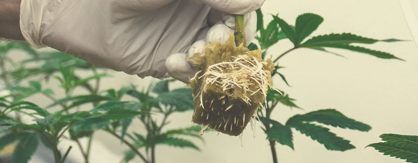 Come Clonare la Cannabis nella Lana di Roccia