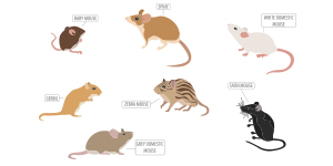 Rats and mice rodents