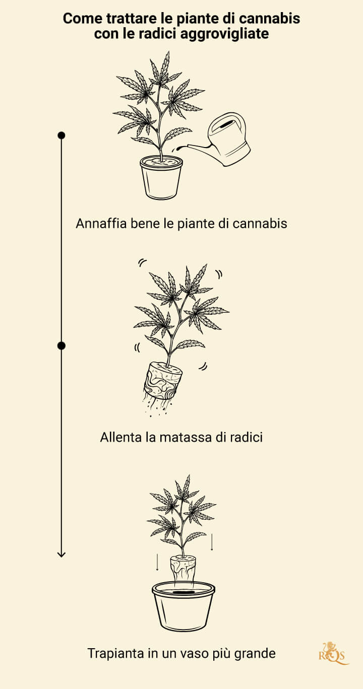 Rootbound Solution