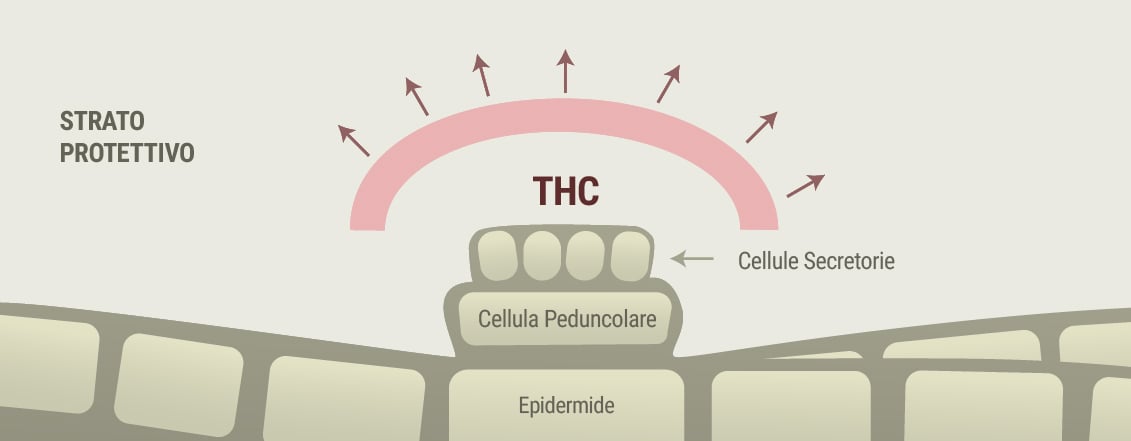 Cannabis e sintomi della rosacea