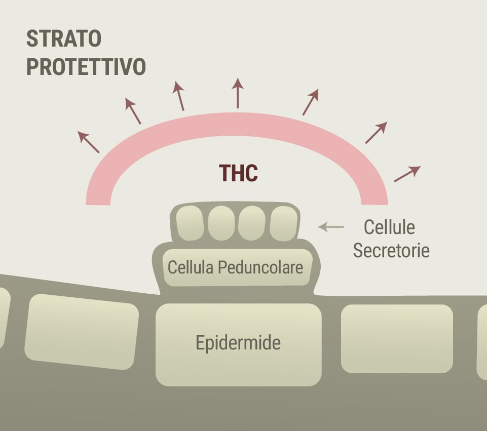 Cannabis e sintomi della rosacea