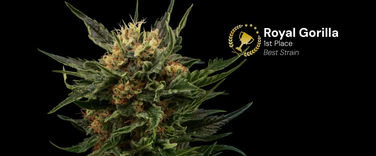 Cima di cannabis Royal Gorilla premiata come miglior varietà al primo posto con fiori densi e resinosi e pistilli arancioni su sfondo nero