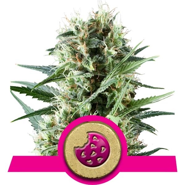 Royal Cookies Royal Queen Seeds Royal Cookies Royal Queen Seeds