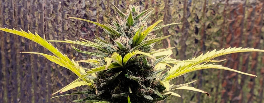 Royal Gorilla Auto Royal Gorilla Auto