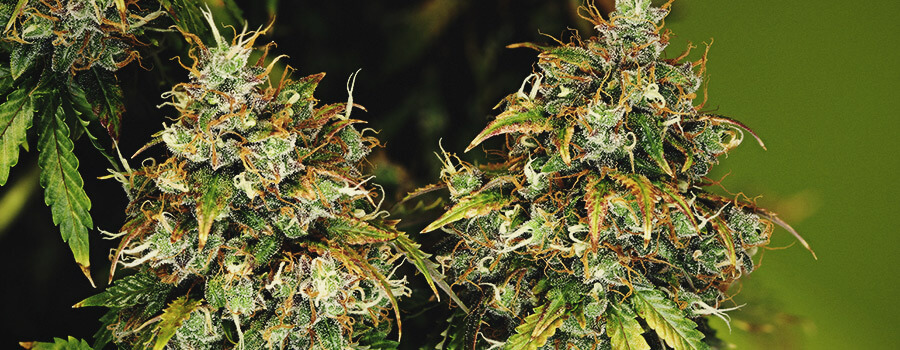 Royal Haze Auto Royal Haze Auto