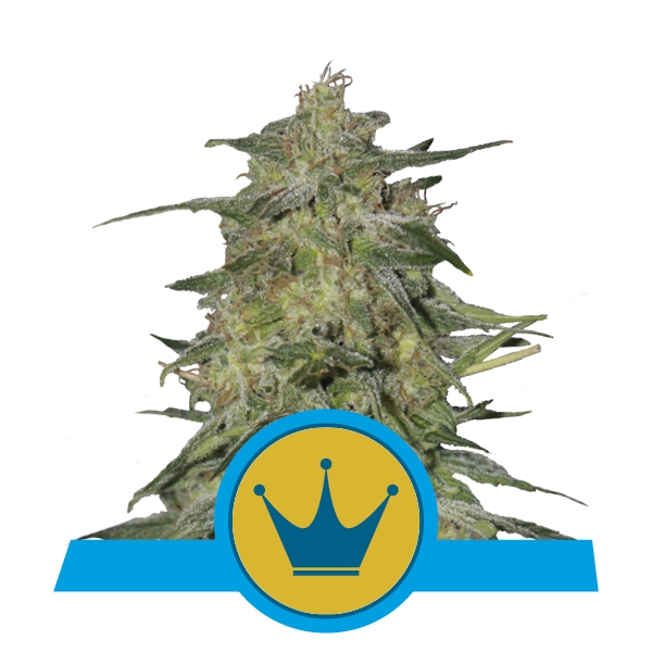 Buy Royal Highness Buy Royal Highness
