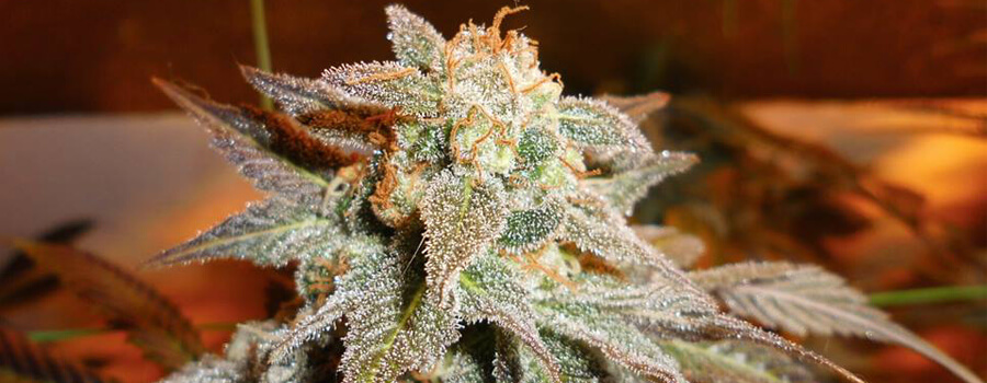 Royal Moby Cannabis Climi Caldi Royal Moby Cannabis Climi Caldi