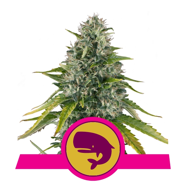 Royal Moby Royal Queen Seeds Royal Moby Royal Queen Seeds
